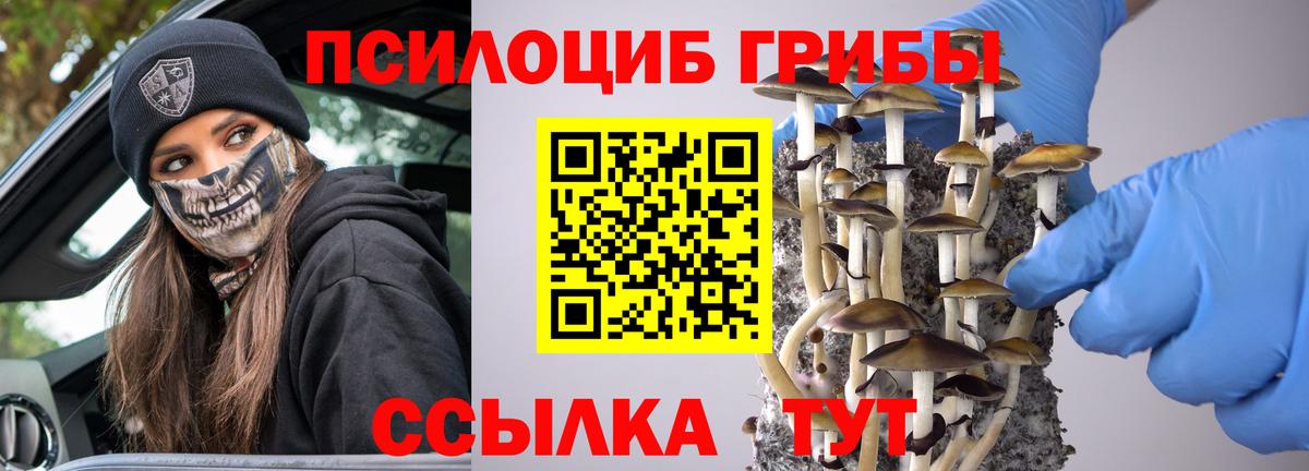 Псилоцибиновые грибы GOLDEN TEACHER  Вход с VPN  Псилоцибиновые грибы прущие грибы  Будённовск 